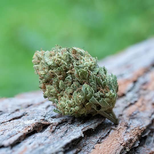 Jack Herer 7.5g